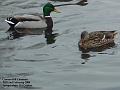 2006-0202ducks