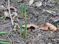 2006-0204daffs