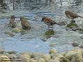 2006-0208sparrows