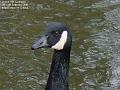2006-0213goose