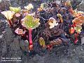 2006-0216rhubarb