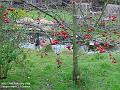 2006-0222crabapple