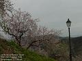 2006-0228AlmondBlossom