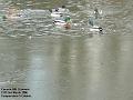 2006-0303chc