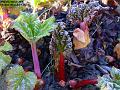 2006-0304rhubarb