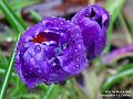2006-0307crocus