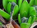 2006-0308hyacinths
