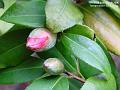 2006-0311camelia