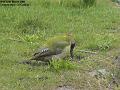 2006-0312woodpecker