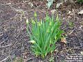 2006-0314Daffs