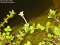 2006-0316pond