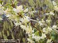 2006-0318whiteflowers