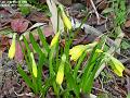 2006-0320daffs
