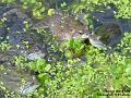 2006-0325frogs