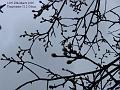 2006-0329pearbuds