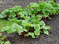 2006-0330rhubarb