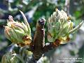 2006-0408pearbuds