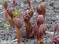 2006-0409buds