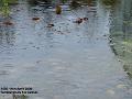 2006-0411pond