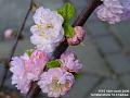 2006-0414peppertree