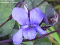 2006-0416violet