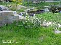 2006-0417pond