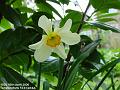 2006-0418narcissus