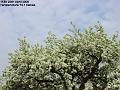 2006-0424pearblosom