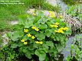 2006-0425buttercup
