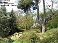 2006-0429canizarro