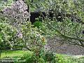 2006-0430appleblosso