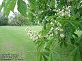 2006-0503conkers