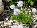 2006-0504rockplant