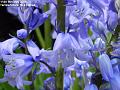 2006-0505bluebells