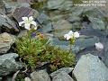 2006-0506whiteflower