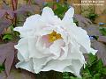 2006-0507peony