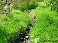 2006-0510stream