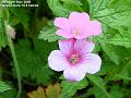 2006-0514pinkflower