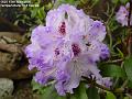 2006-0515rhodo
