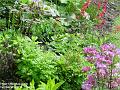 2006-0517perennials