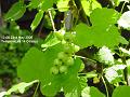 2006-0523redcurrants
