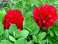 2006-0524redflower