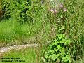 2006-0525stream