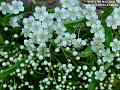 2006-0527firethorn