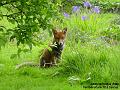 2006-0528fox