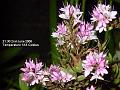 2006-0602hebe