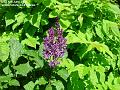 2006-0603-mauveflower