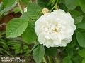 2006-0605rose