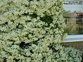 2006-0606pyrocanthus