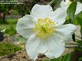 2006-0607whiteflower